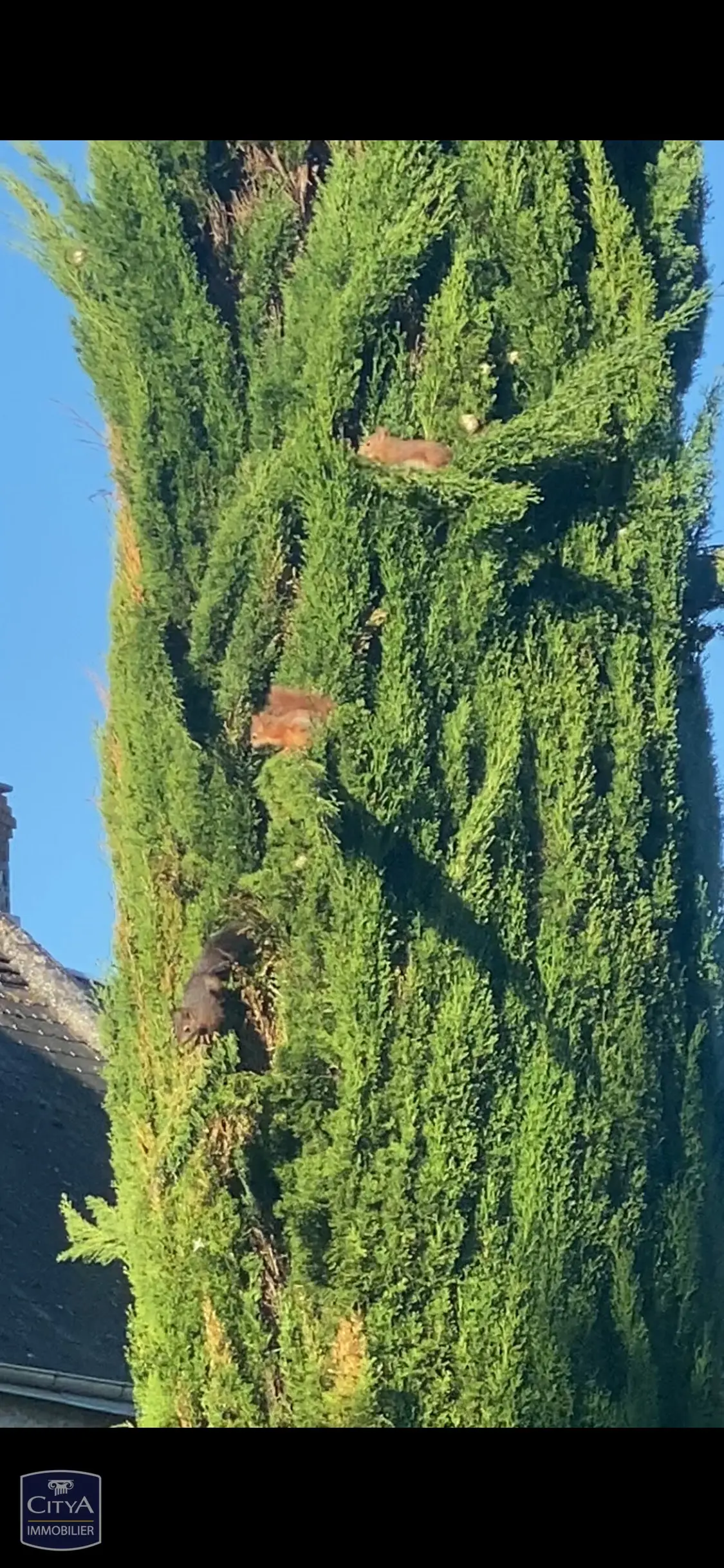 Maison 7 pièces à Ligré — photo 22